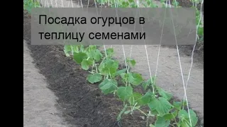 Посадка огурцов в теплицу семенами