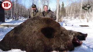 Охота на кабана/ CАМЫЕ БОЛЬШИЕ ДИКИЕ КАБАНЫ. ТОP-15 ОГРОМНЫХ ТРОФЕЕВ. Wild boar hunting/