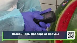 Ветеринары проверяют арбузы