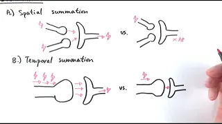 A2 Biology - Role and control of synapses (OCR A Chapter 13.5)