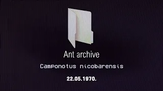 Ant archive. VHS Cassette № 5 - Camponotus nicobarensis