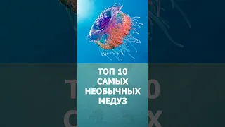 Топ 10 самых необычных медуз #шорт #шортс #ютубшортс #медузы #shorts #short #комарик #познавательное