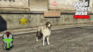 How To Play As An Animal In GTA Online