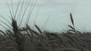 Зарайск."Ой, ты рожь!"- виа "Песняры" и "Сорока" (ансамбль народной песни)