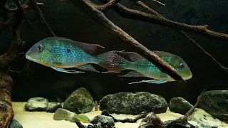 Geophagus alfitrons, Severum rotkeil,  Satanoperca daemon & corydoras