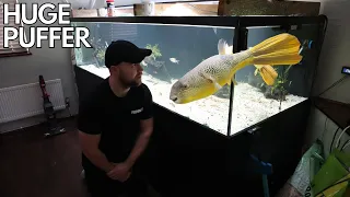 Huge Mbu Puffer aquarium