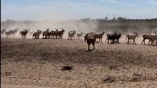 Jamás vere los espárragos de la misma manera !