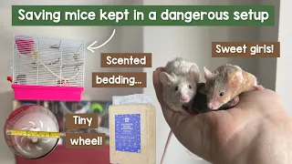 Saving these mice kept in a dangerous setup