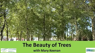 The Beauty of Trees