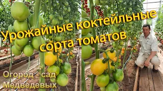 Урожайные коктейльные сорта томатов