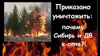 УНИЧТОЖЕНИЕ нации : почему ГОРЯТ ЛЕСА Сибири и Дальнего Востока