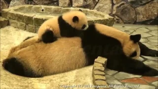 Baby panda trying to wake up its mother #so cute