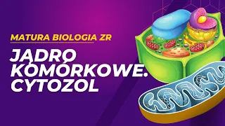 Jądro komórkowe i cytozol. MATURA BIOLOGIA ZR