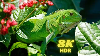 BEAUTIFUL REPTILES COLLECTION IN 8K  ULTRA HDR (120FPS) | 8K REPTILES | 8K VISUALS 60 FPS