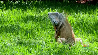 Green Iguanas Turning South Florida Into Jurassic Park