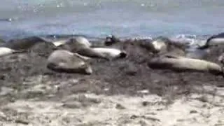 Cute Seals