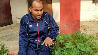 Parthenium: Congress Grass: English