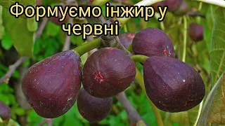 Інжир у червні, правильне формування і рекомендації по вирощуванню.