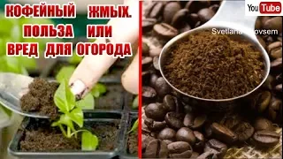 ТЕПЕРЬ Я ВСЕГДА БУДУ ИСПОЛЬЗОВАТЬ КОФЕЙНЫЙ ЖМЫХ ДЛЯ ВЫСАДКИ РАССАДЫ.СУПЕР УДОБРЕНИЕ-КЛУБНИКИ,ТОМАТОВ