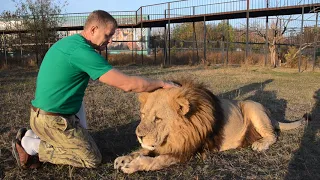 Вот так ветеринары забирают у наших львов  еду !