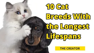 (●'◡'●)10 Cat Breeds With the Longest Lifespans