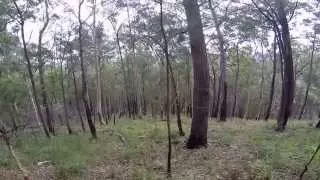 Gold Coast Hinterland - Tree Knocks