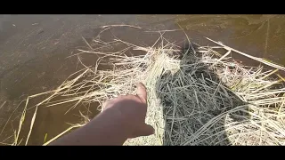 ЛИЧИНКА АМУРА подращивание ЧАСТЬ 1   ***   Вода, СЕНО, зарыбление   ***   Grass carp fish farming