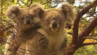 The Drones Saving Koalas - BBC Click