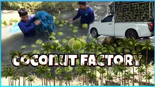 🌴🥥How To Produce Thousands Of Coconuts Per Day In The Factory | MadrasToMalaysia |