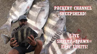 PACKERY CHANNEL Sheepshead Run, easy to find LIMITS! (Corpus Christi, Texas)