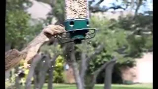 Squirrel Spinning