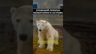 Огромная тварь запугала белых медведей Чукотки  | Загадки истории |Артефакты #факты #интересно