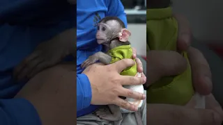 Smart monkey too hug me hungri milk #animallover