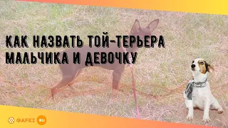 Как назвать той-терьера мальчика и девочку