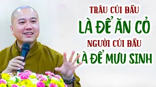 Trâu cúi đầu là ĐỂ ĂN CỎ, người cúi đầu là ĐỂ MƯU SINH (Quá Ý Nghĩa) | Thầy Pháp Hoà Mới Nhất