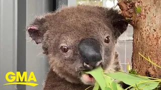 Paul the koala makes miraculous recovery after rescue from Australian bushfire l GMA Digital