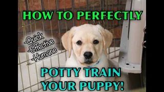 A Complete Guide To House Training Any Puppy!