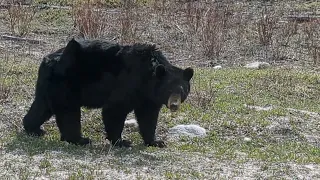 16 May 2024: A bear on Highway 5 about 100 km northwest of the Town of Fort Smith.