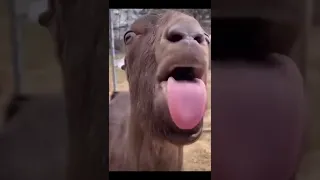 Animal sticking its tongue out 👅