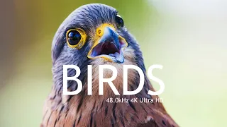 Bird Songs - 2024 #159 🎋 24/7 Birds Singing in the Forest - Nature Relaxation Video in 4K Ultra HD