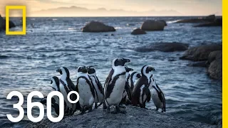 Endangered Penguins of South Africa - 360 | National Geographic