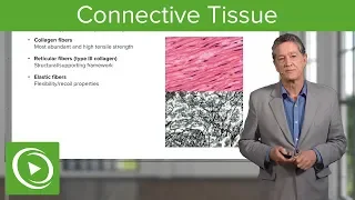 Connective Tissue – Histology | Lecturio