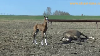 Ахалтекинский жеребчик Эзис Шаэль, Akhalteke colt Ezis Shael (Sayvan - Ezize). 3 days old