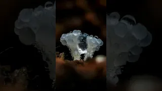 Extremely Tiny Fungi 🍄