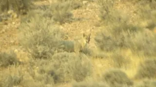 jackal in the nature #iran #animals