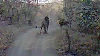 Fighting Asiatic Lions