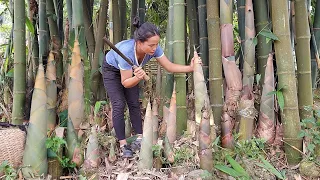 Harvesting giant bamboo shoots - Processing and preserving bamboo shoots | Sinh Triệu TV