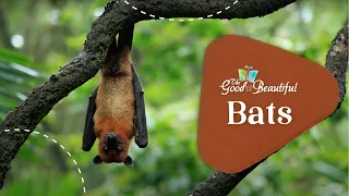 Bats | Mammals | The Good and the Beautiful
