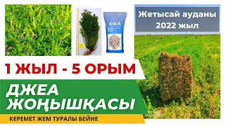 "GEA" жоңышқа! 1 жыл - 5 орым! #gea #сено #люцерна #жетысай