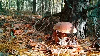 Поход В Лес За Грибами. Собираем Белые И Польские Грибы. Тихая Охота.